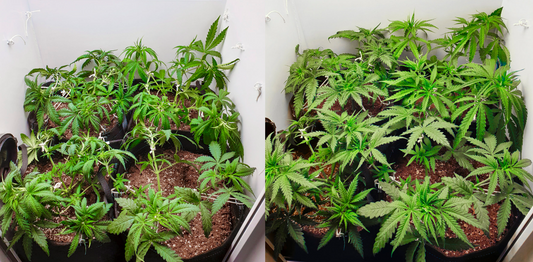 Training Plants For Growth In A Small Space